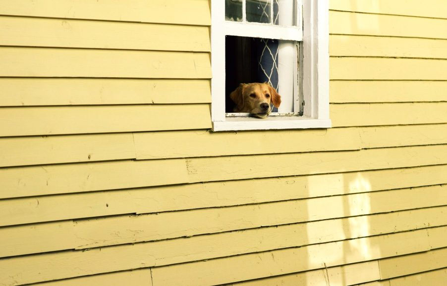 Ein Hund schaut aus dem Fenster eines gelben Hauses