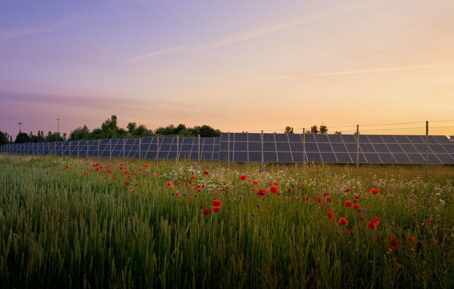 Eine große Agri-Photovoltaikanlage auf einem landwirtschaftlich genutzten Feld