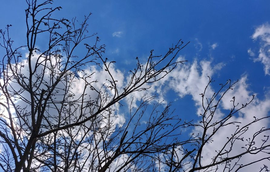 Bäume und der Himmel stellvertretend für den Begriff Erbe