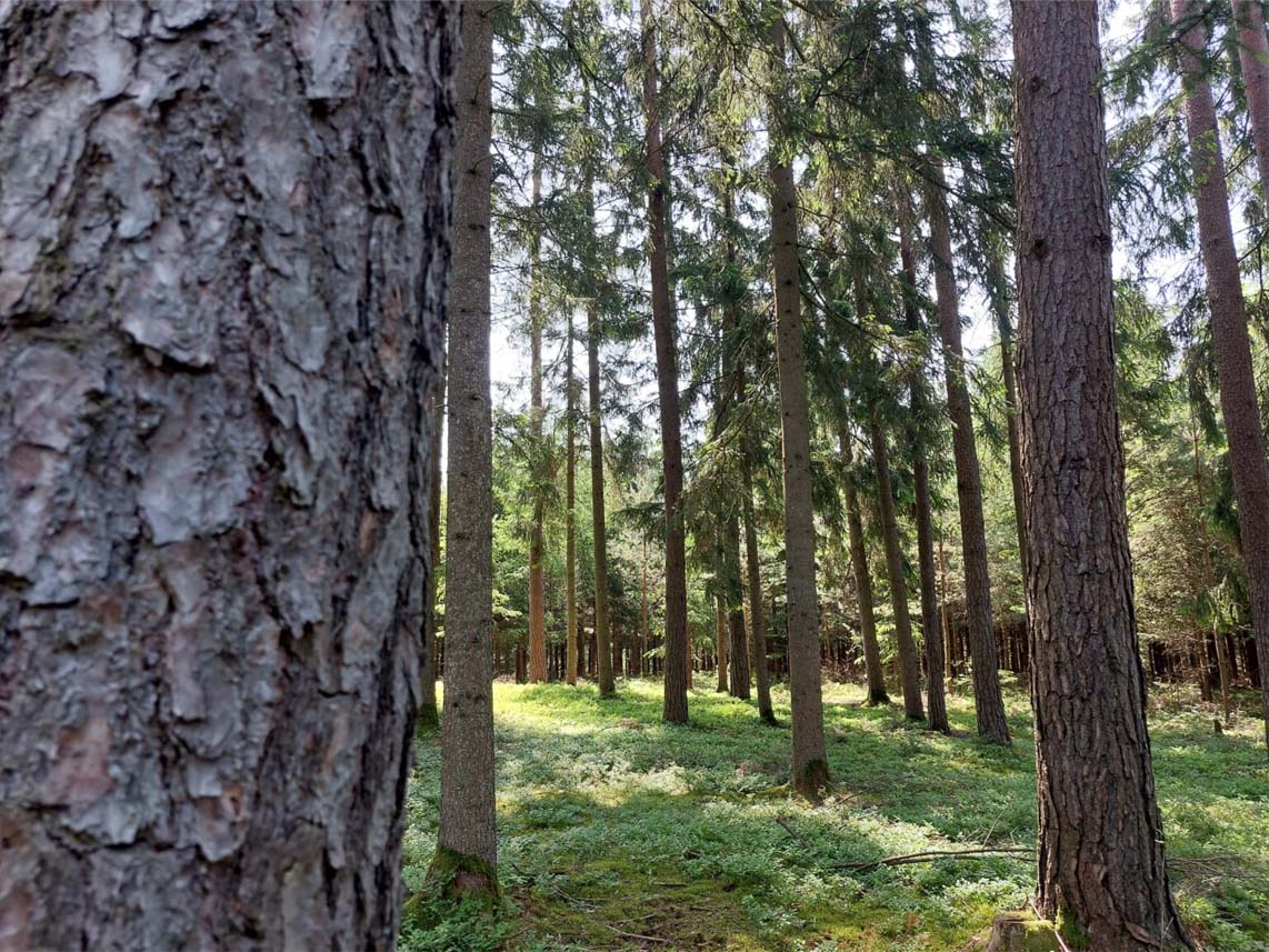 Mehrere Bäume in einem schönen Wald (Symbolbild für Grundverkehr)