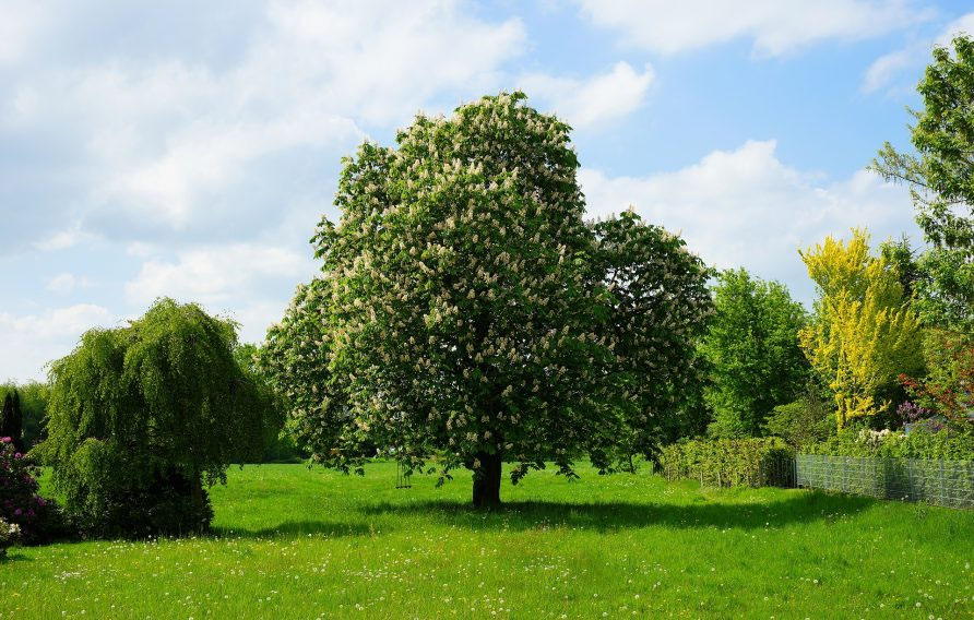 Ein grünes Grundstück mit einem Baum (Symbol für die Liegenschaft)